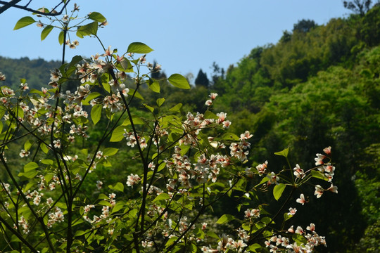 桐花