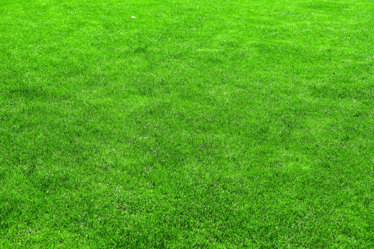 绿色植物草坪