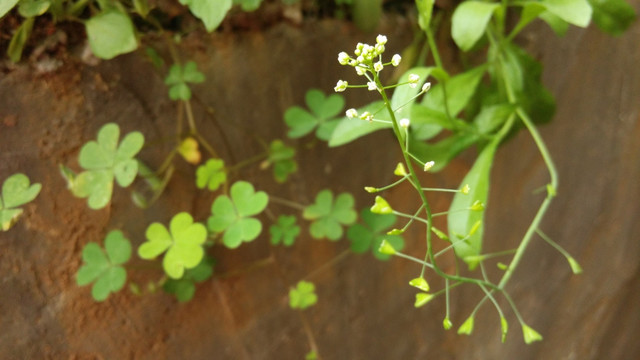 小白花