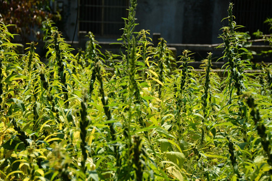 生长中的芝麻