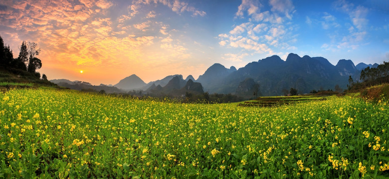 龙洪油菜花