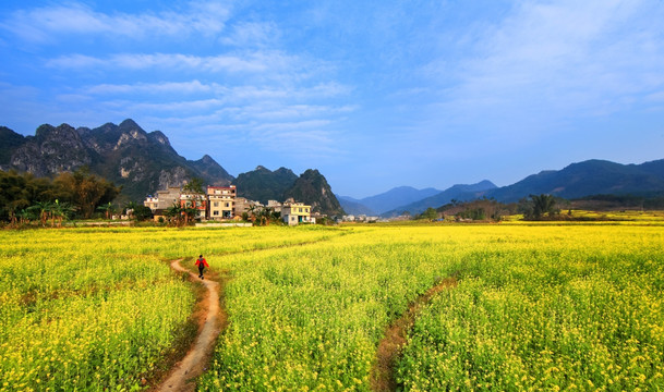 龙洪油菜花