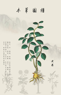 黄药