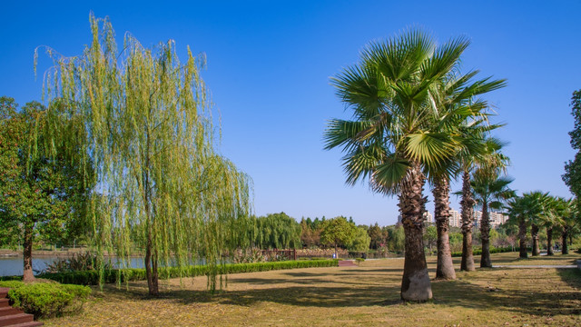 棕榈树风景林