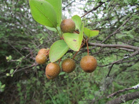 小花