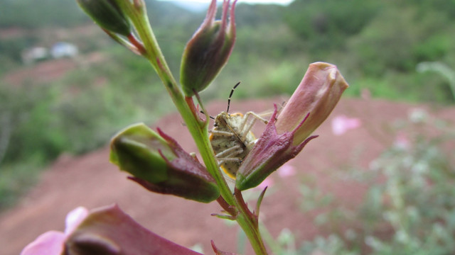 小花