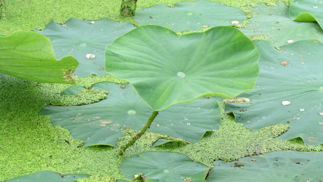 菏花