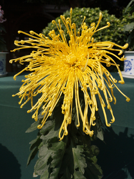 菊花 独本菊