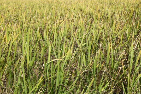 丰收的黑米稻田