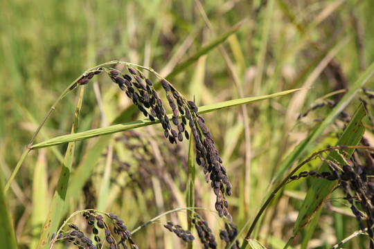 高株黑米稻穗