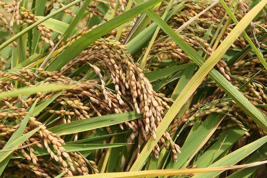 大米稻穗