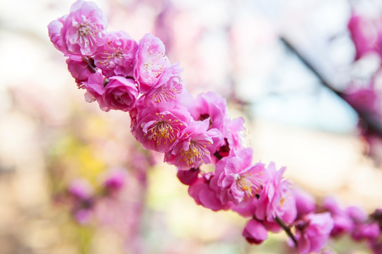 冬季梅花特写