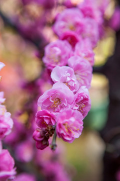 冬季梅花特写