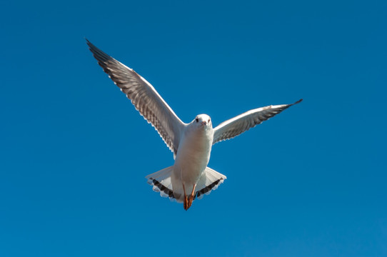 天空中飞翔的海鸥