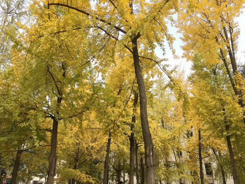 銀杏