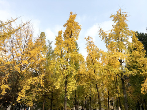 銀杏