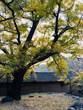 千年银杏树