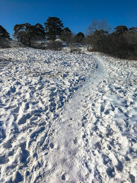 山坡大雪和松树