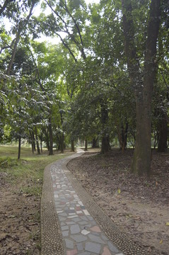 公园树木与道路