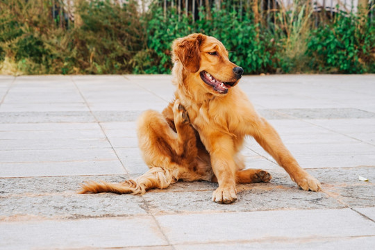 金毛猎犬