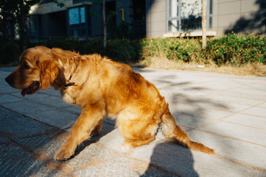 金毛猎犬