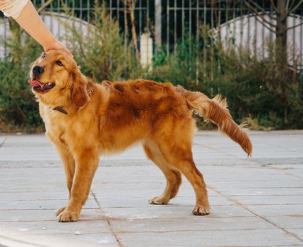 金毛猎犬