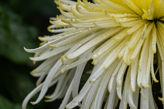 高清菊花特写