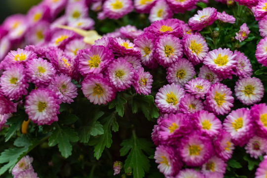 高清菊花特写