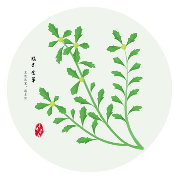 手繪鵝不食草