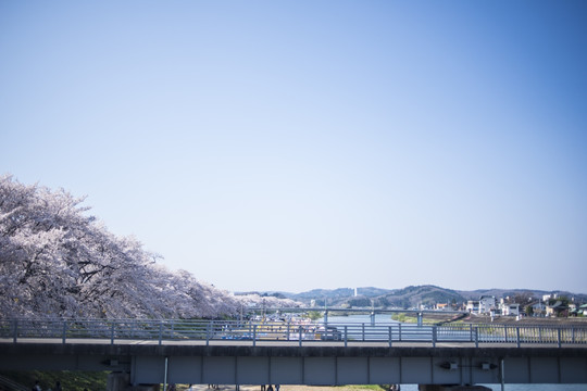 樱花与桥