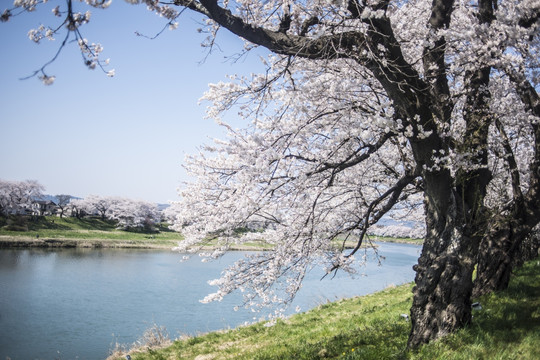 河边樱花