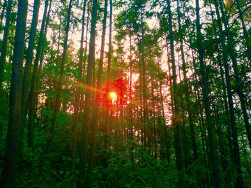 夕阳红 松树林