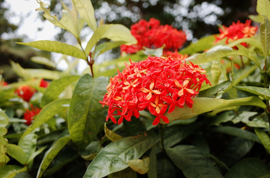 花卉植物红花