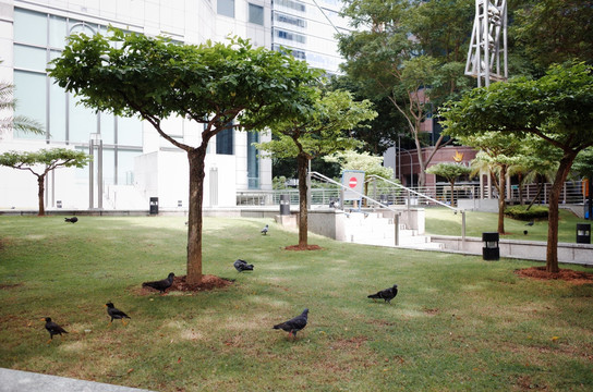 新加坡草坪公园小鸟鸽子