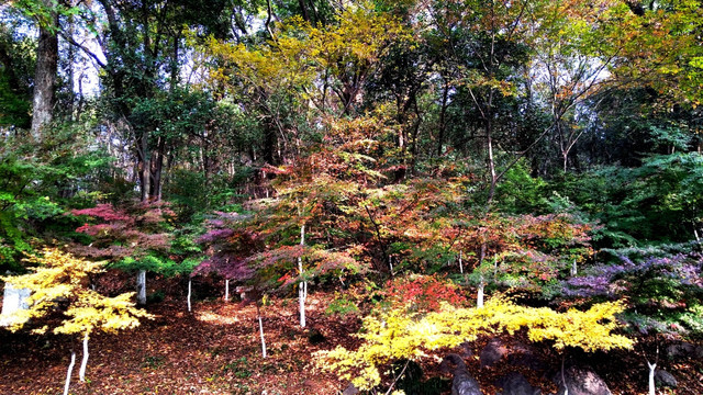 南京栖霞山秋色