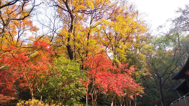 南京栖霞山秋色