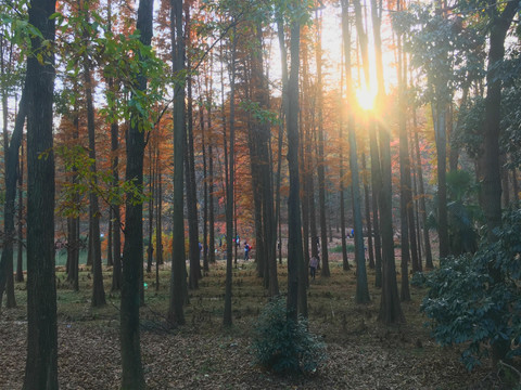 夕阳下的水杉