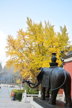 古寺银杏树