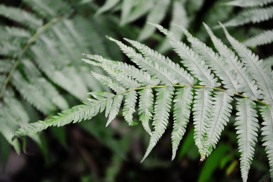 蕨类植物