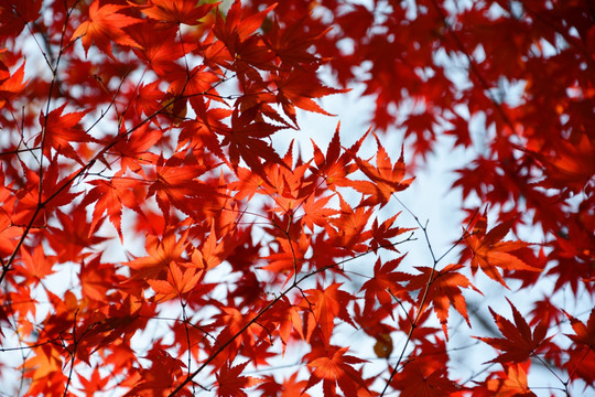 红叶与天空