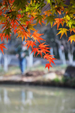 枫叶红了