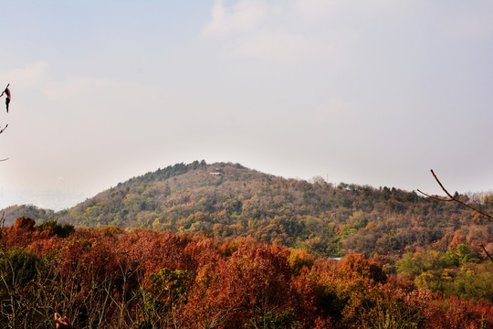 高山森林植被