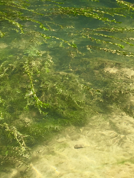 海藻海草