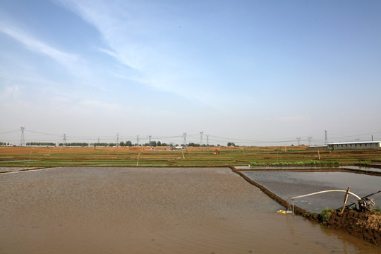 引水灌溉的水稻田