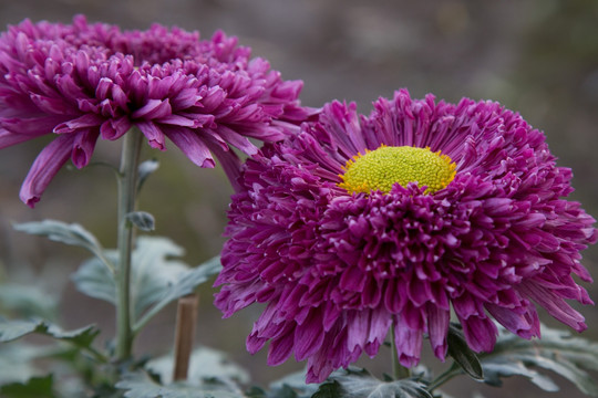 紫菊花