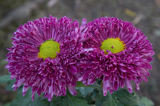 紫色菊花