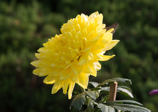 小黄菊花