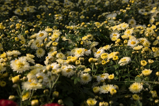 野菊花背景