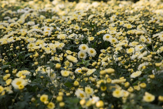 野菊花