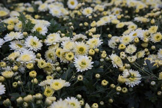 野菊花